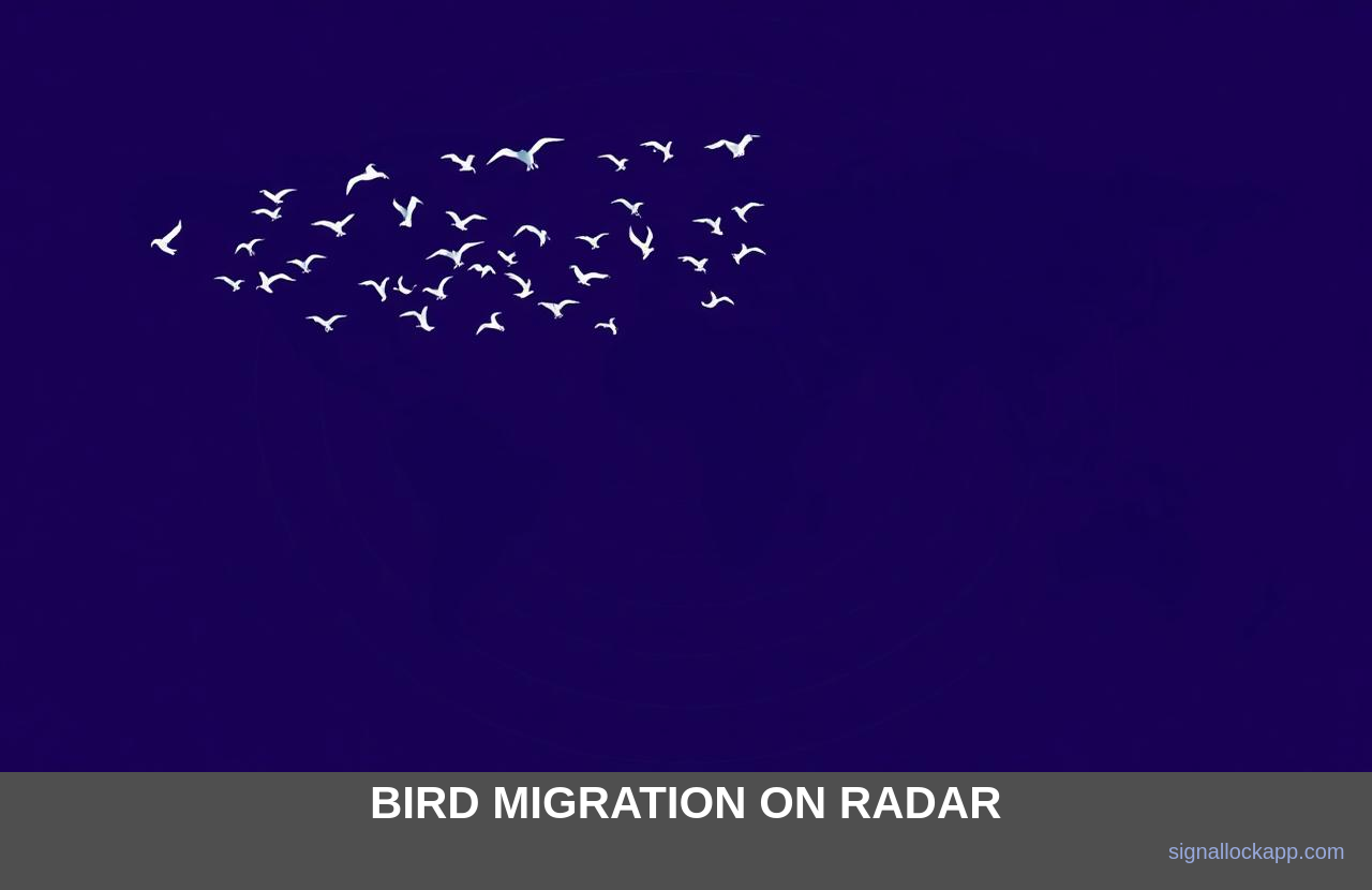 Bird Migration on Radar — The Hidden Night Sky